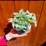 Hypoestes bodkovaný (Hypoestes phyllostachya) - výška 10 cm ⌀ 20-25 cm, kont. C1L - BIELY